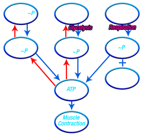 Decabolic Creatine