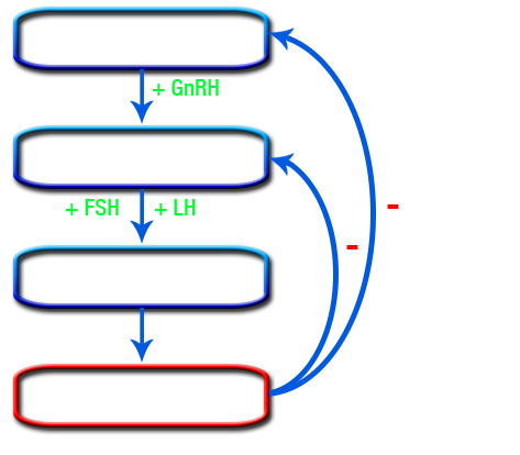 testosterone and the human body